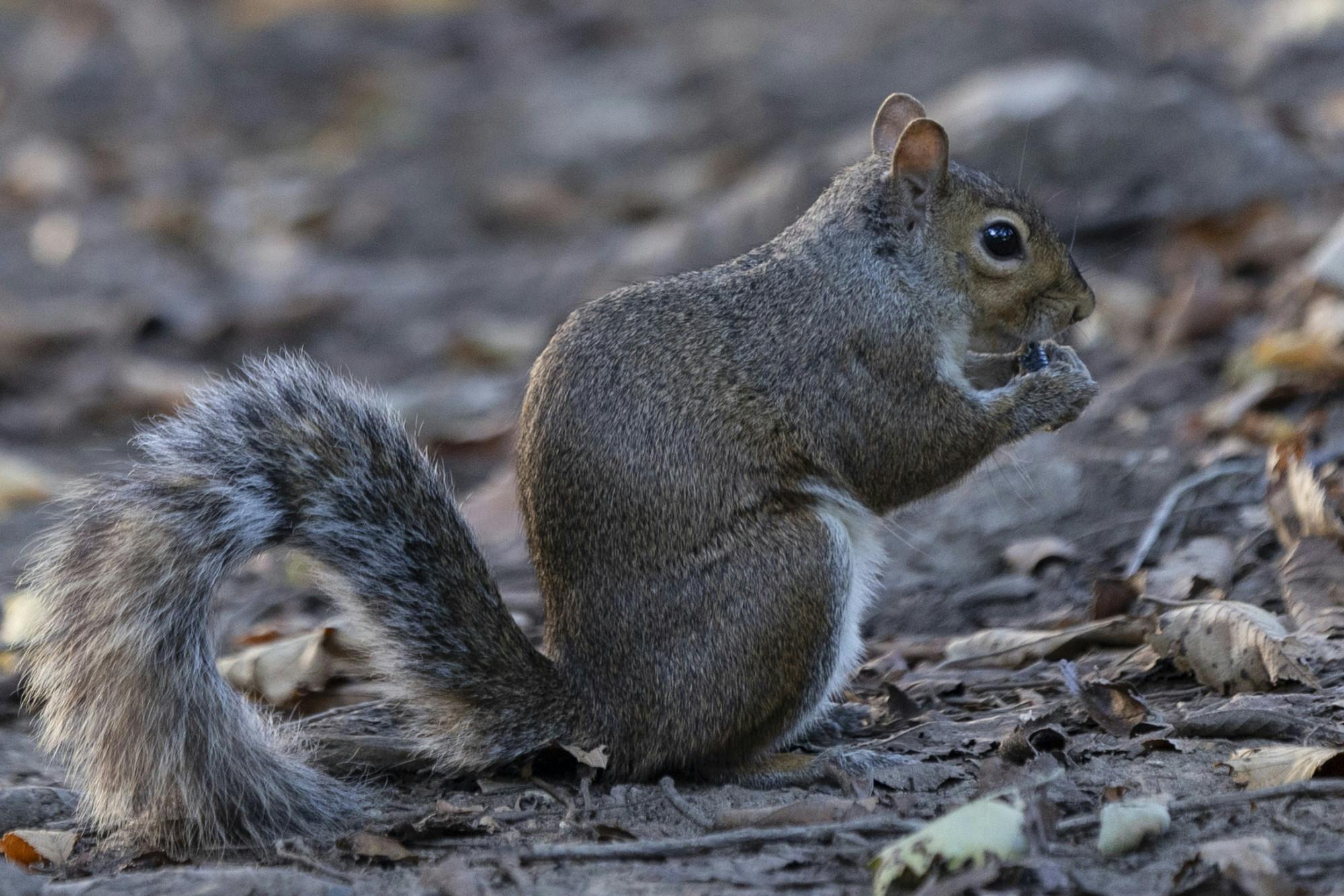 Q&A with Steve the Squirrel_09-04-2023_Maloy_Talitha_00001.jpg