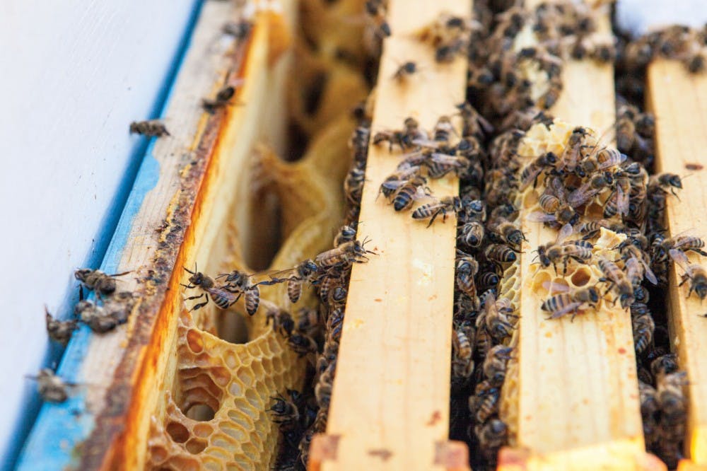 Honeybees buzz around a hive made by local beekeeper.  