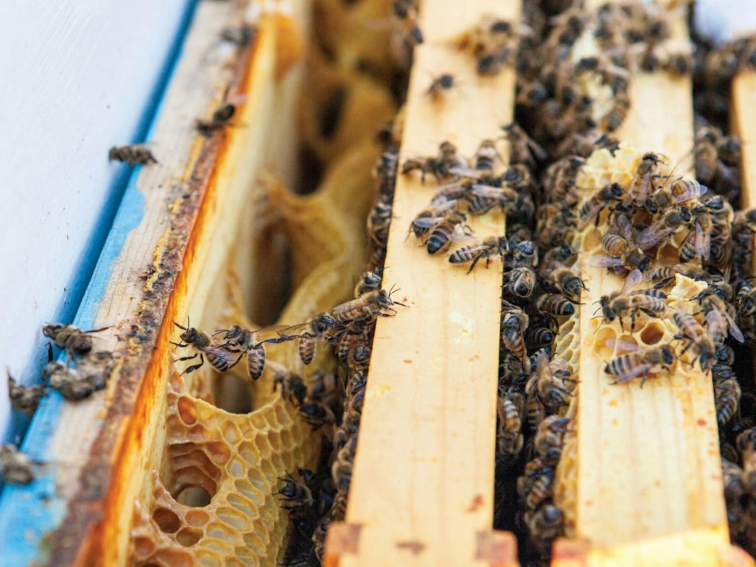 Honeybees buzz around a hive made by local beekeeper.  