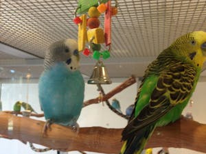 	Two of the Budgies at the Science Building Aviary