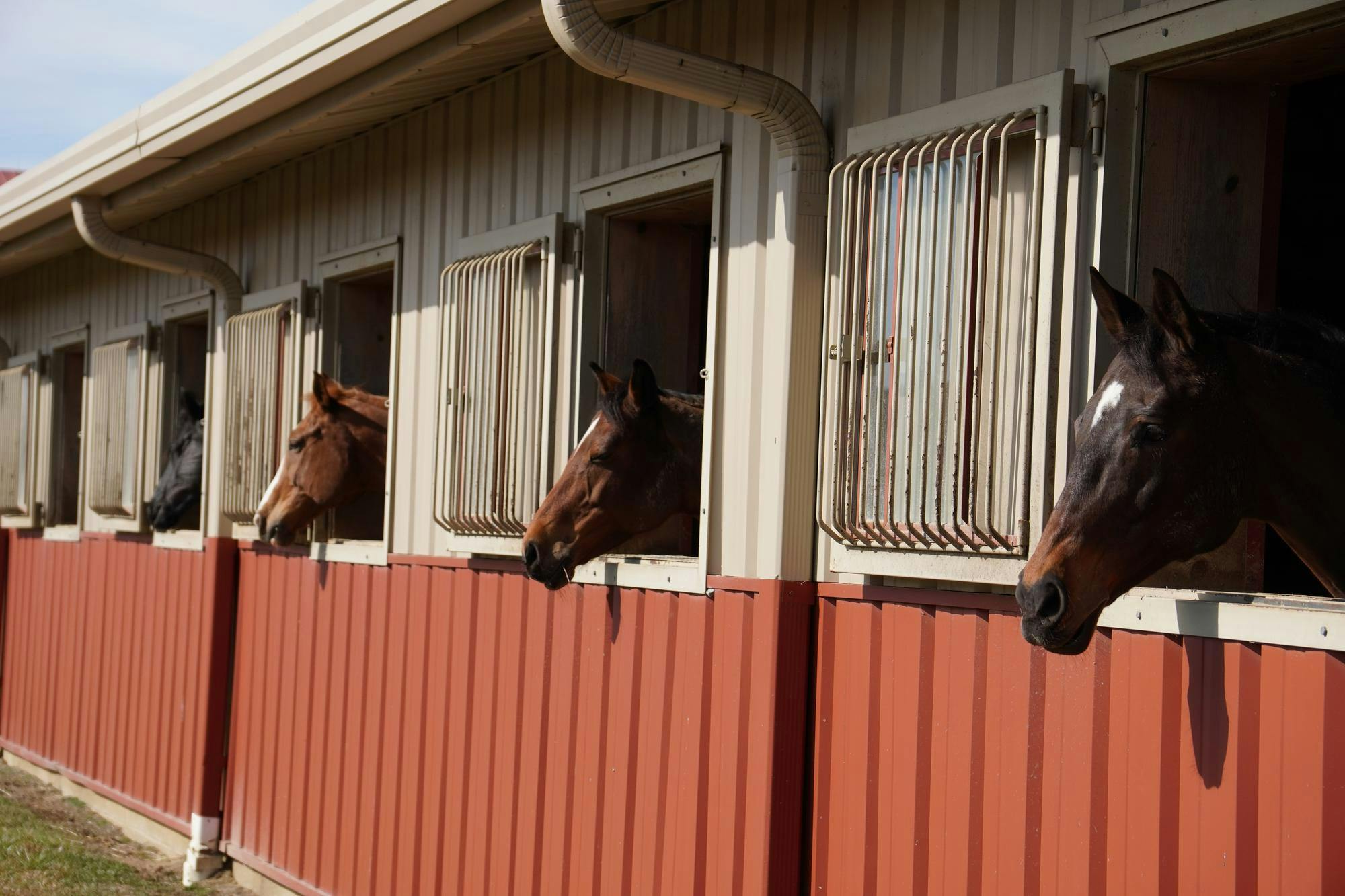 Four Otterbein horses all look out the stable windows. 