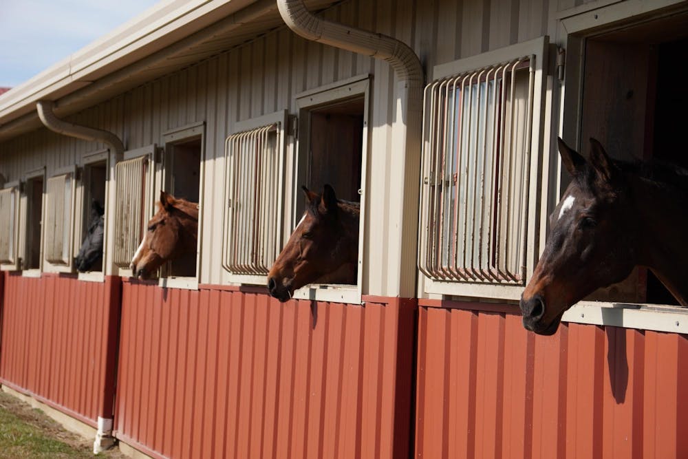 <p>Otterbein horses enjoy the sun</p>