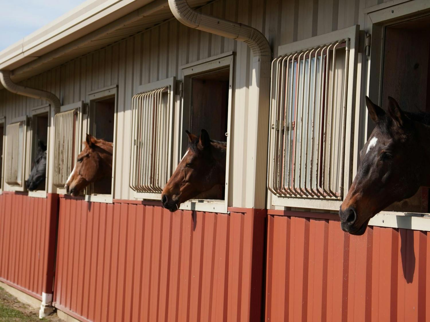 Four Otterbein horses all look out the stable windows. 