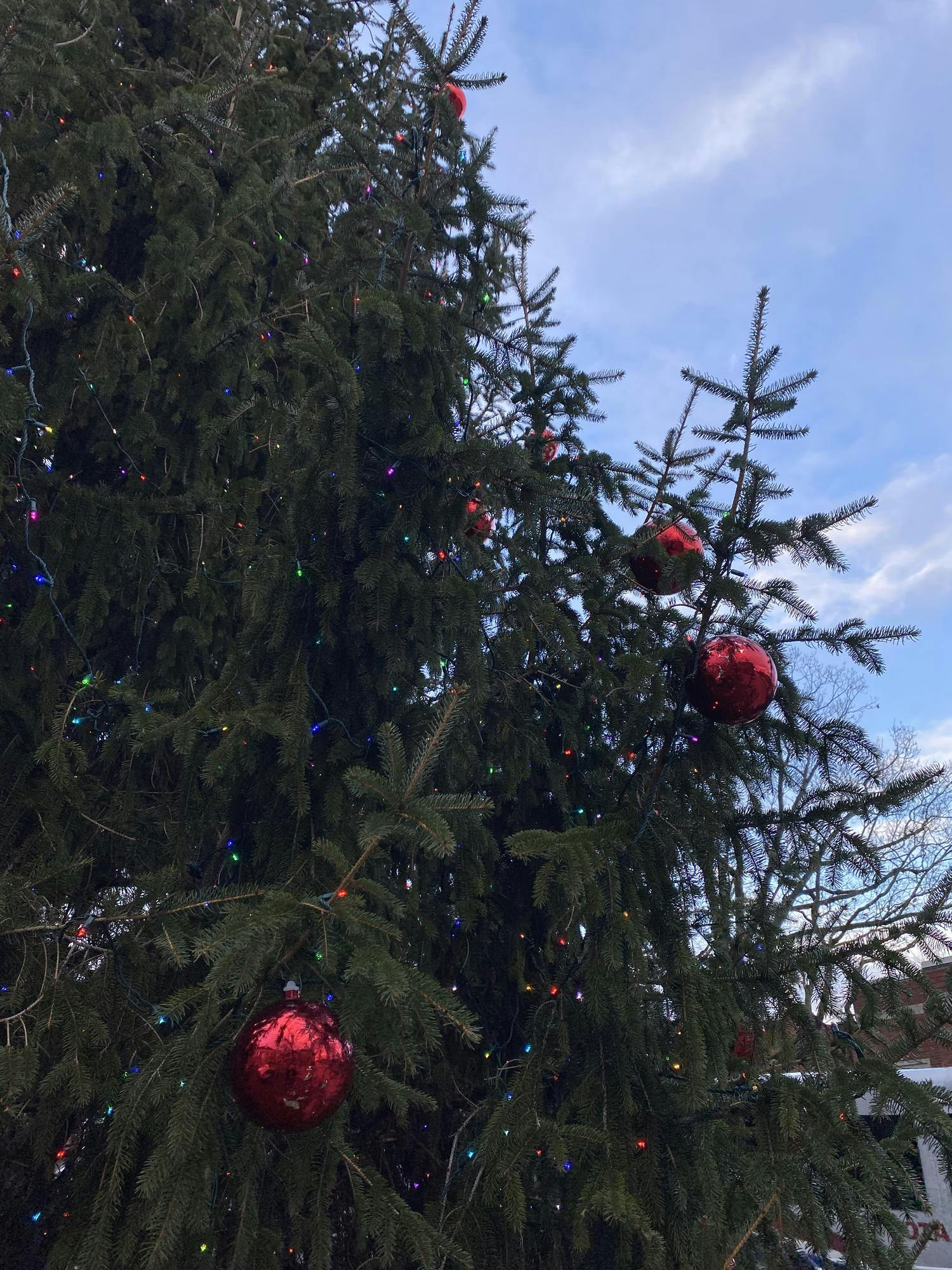 A close-up of a pine tree with red ornaments