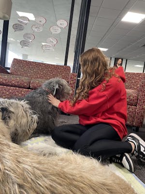A girl with ginger hair and a red sweatshirt is sitting near red plaid couches and petting a gray, shaggy dog. 