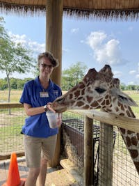 Maddie Torbert, a junior double majoring in Zoo &amp; Conservation Science and Biology at Otterbein, feeds a giraffe while working at the Columbus Zoo this past summer. The Columbus zoo lost its AZA accreditation in December 2021, but plans to reapply in five years.