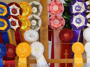 Horse show ribbons