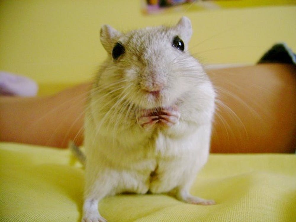 	<p>Hamsters, gerbils, guinea pigs and lizards are among the most common illegal residents in dorms. </p>