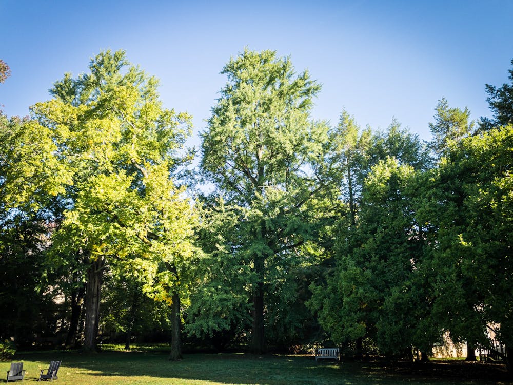 ginko tree prospect house - Rodrigo Córdova Rosado.jpeg