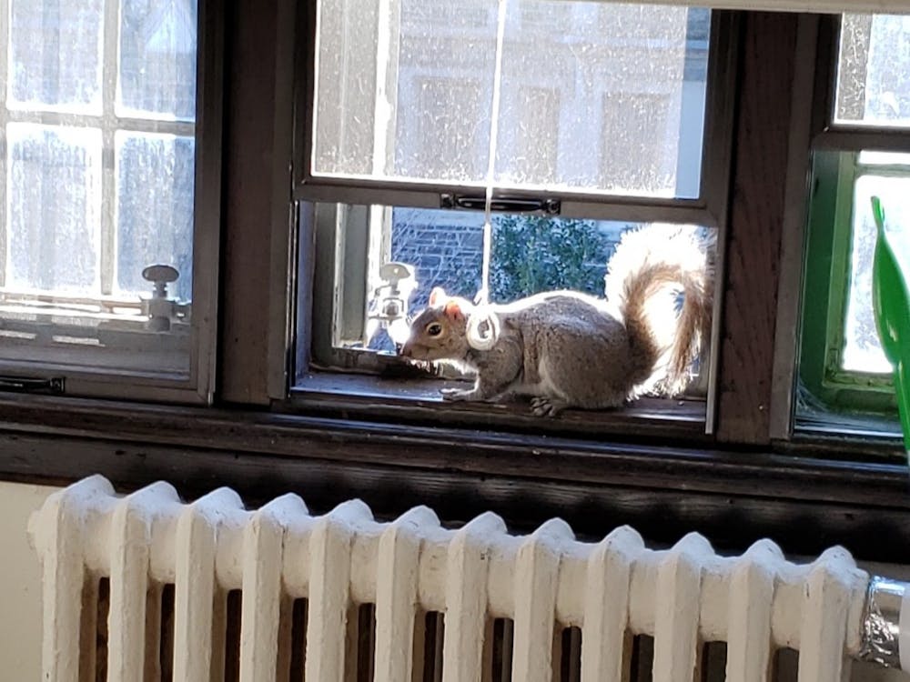 squirrelinthewindow.jpg