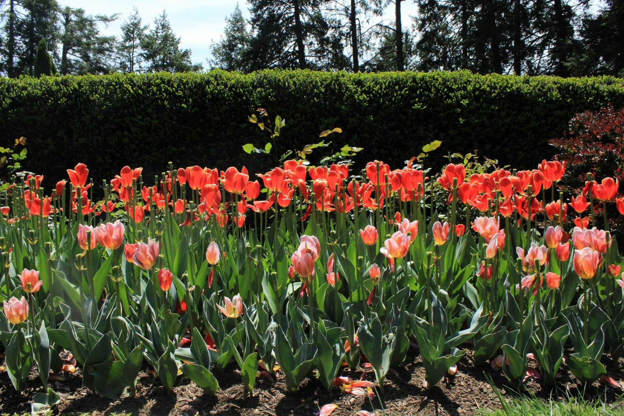 Prospect_Tulips Sam Lopez.JPG