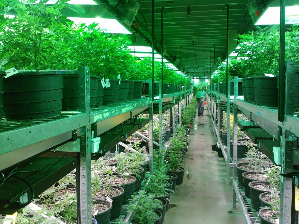 marijuana-269851_1920