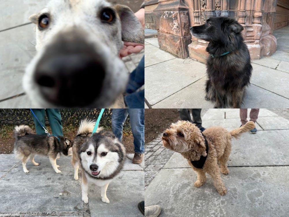 A collage of pictures of each of the four dogs. On the top left, a pale dog looks up closely at the camera. On the top right, a black dog looks to the side as it stands in front of an old building. On the bottom left, one fluffy dog smiles into the camera while the other examines something behind him. On the bottom right, a small brown dog with curly fur  and a black bandana looks off camera.