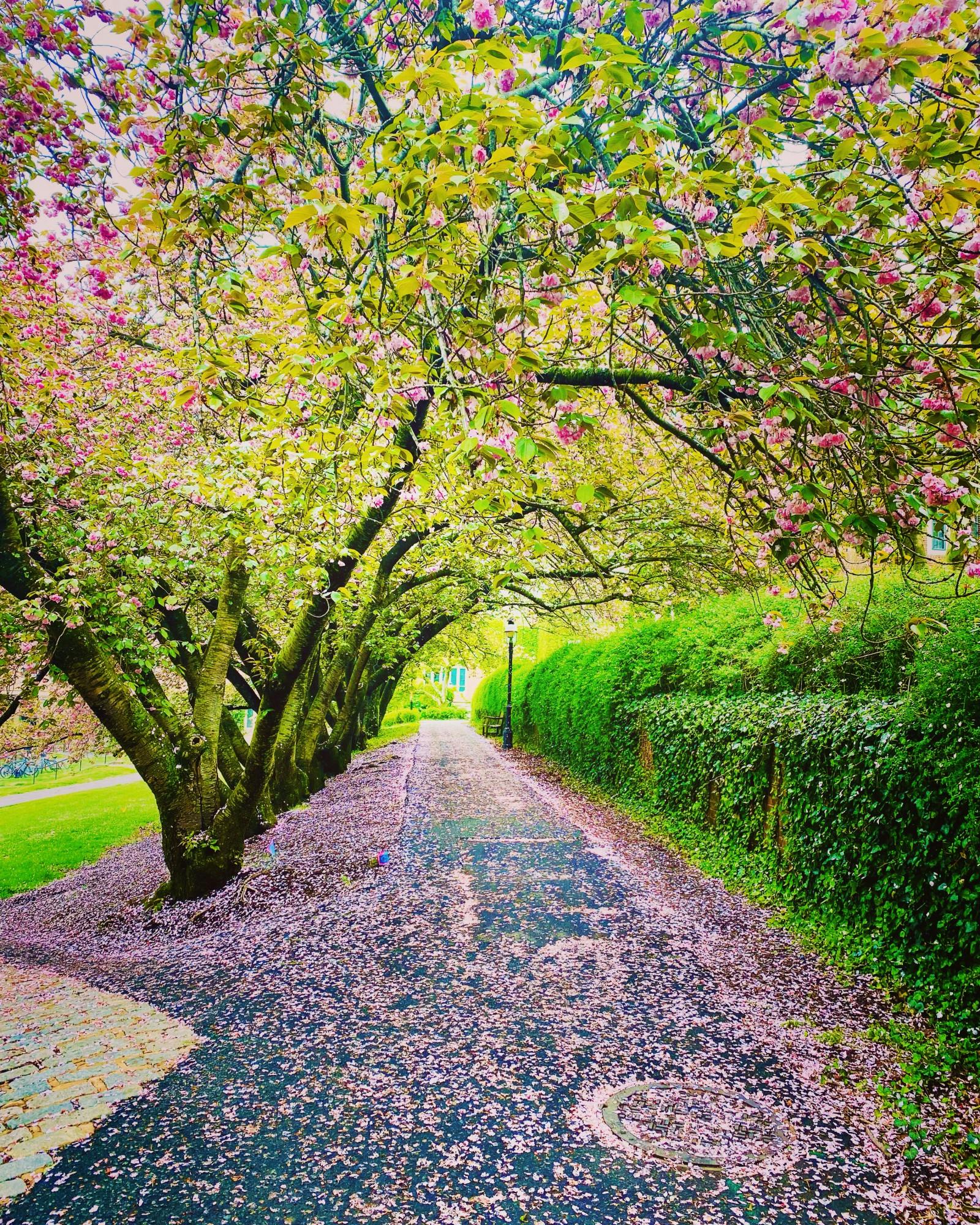flowers trees path outside frist guanyi cao