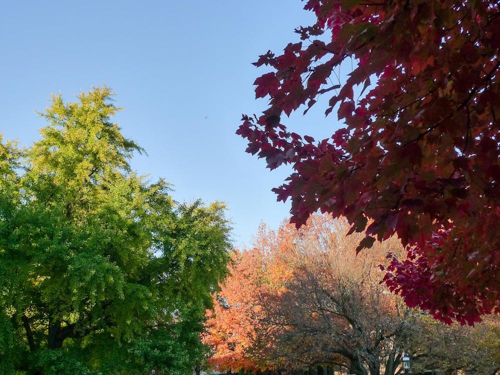 Tops of trees on a sunny day.  One is green, one has red leaves and the other has light red leaves