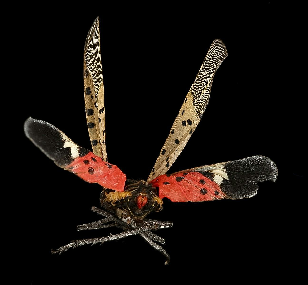 spottedlanternfly.jpg
