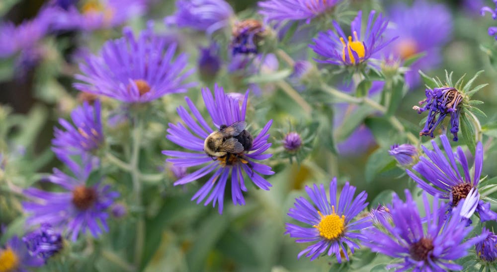 A bee is sitting on a purple flower on campus. 