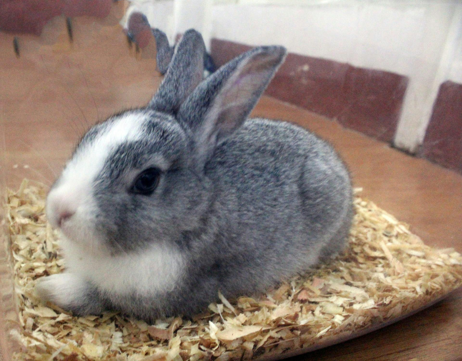 Gray and white rabbit close-up on wood chips with a brown floor and a maroon and white wall in the background.