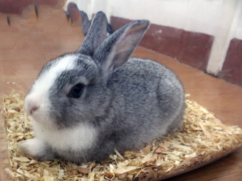 Gray and white rabbit close-up on wood chips with a brown floor and a maroon and white wall in the background.