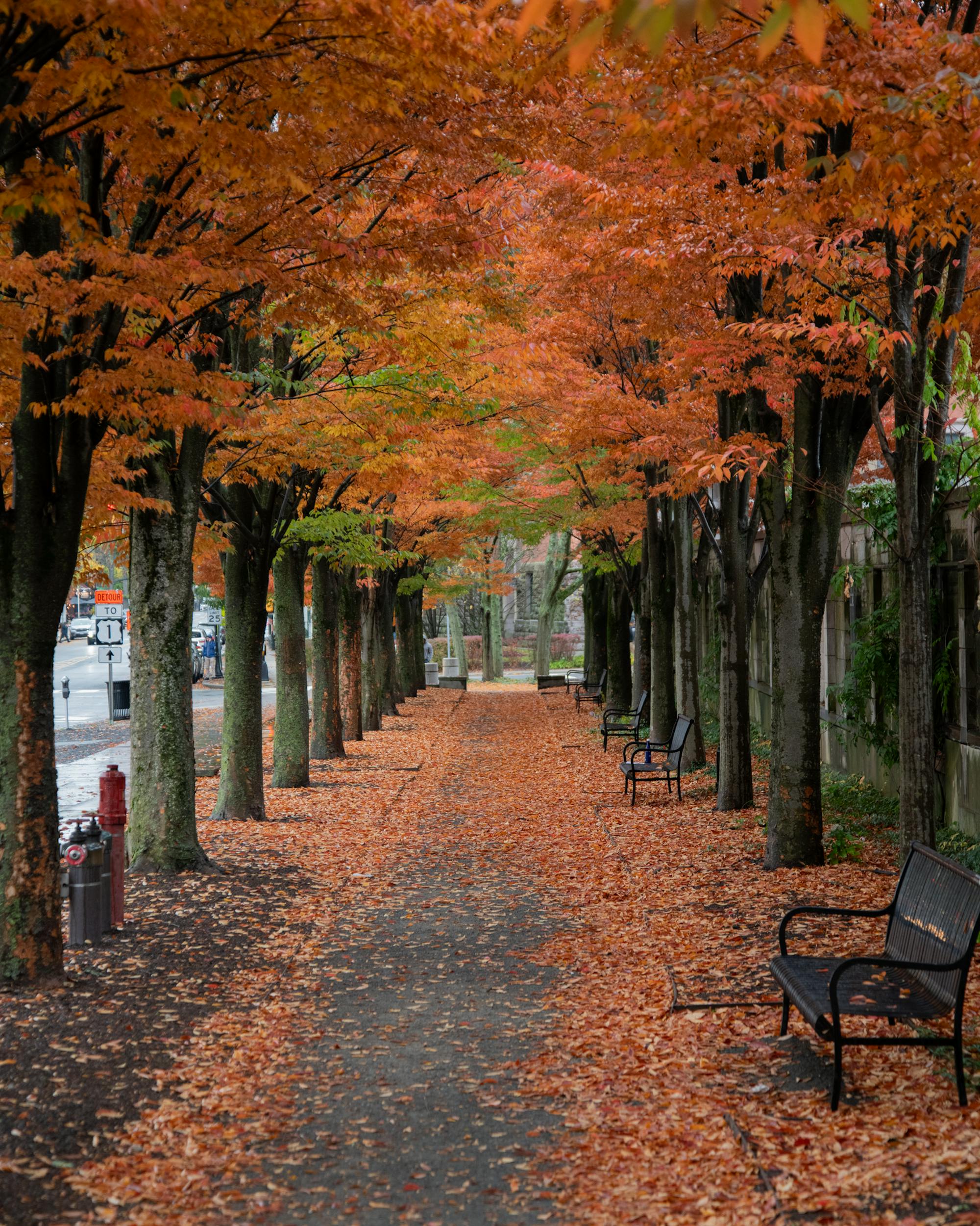 Trees with orange leaves line a sidewalk, which is covered in fallen orange leaves. 