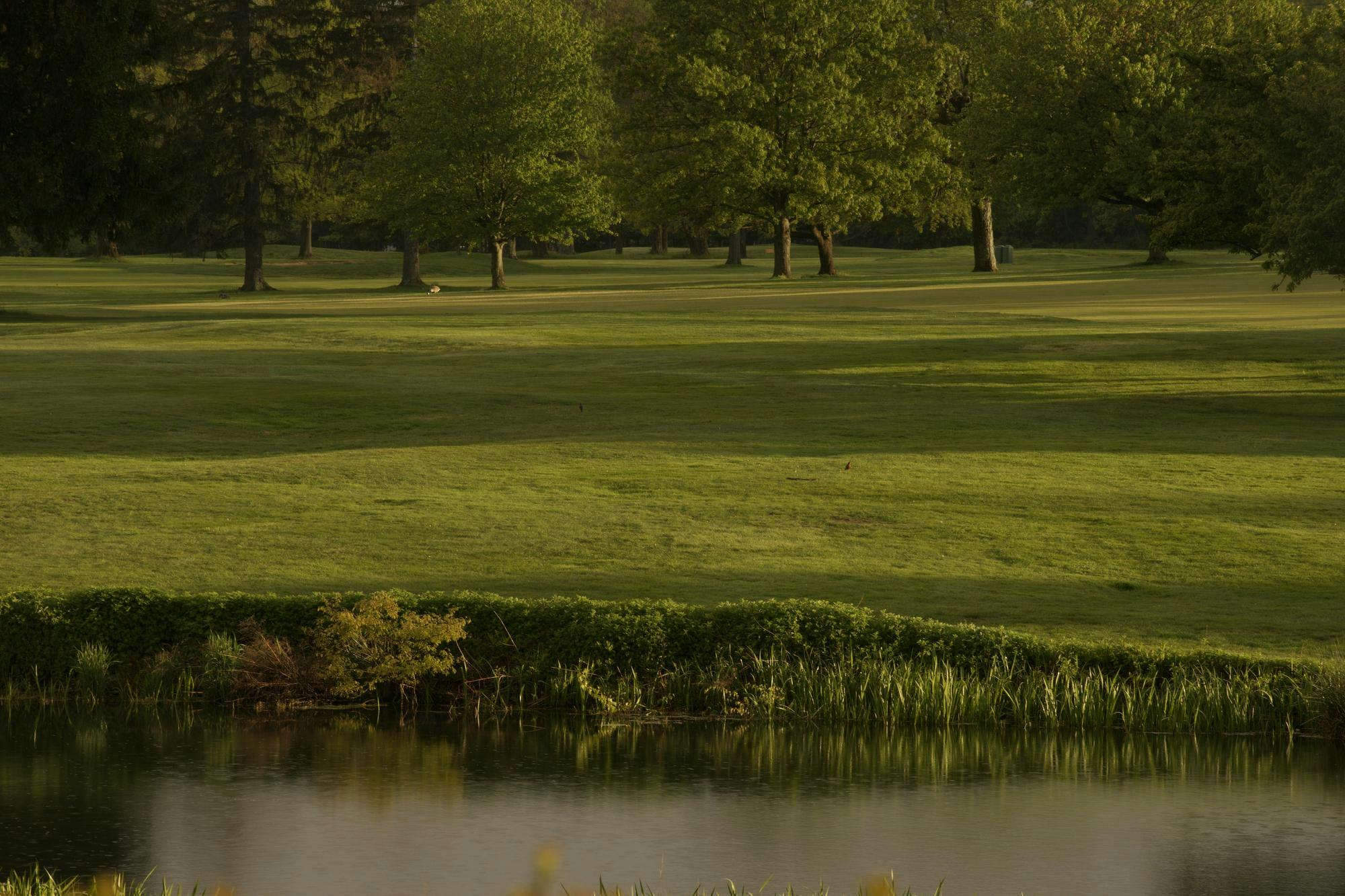 Verdant greenery in the Northeastern United States.
