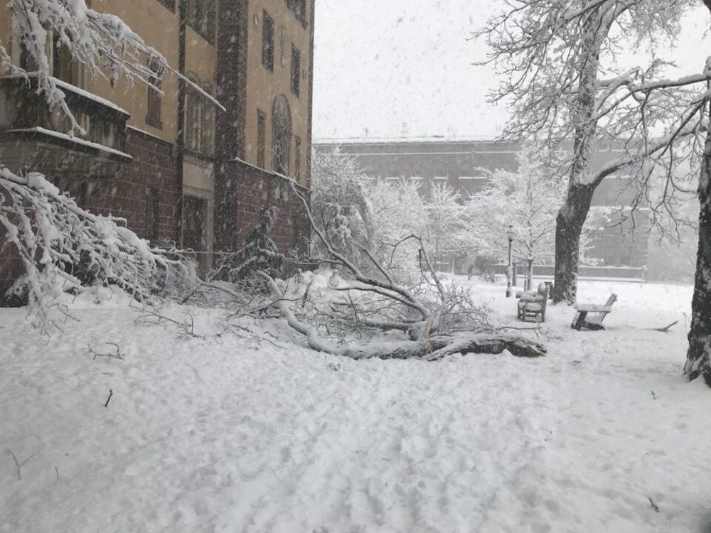 A tree fell on campus after the recent Nor'easter. 