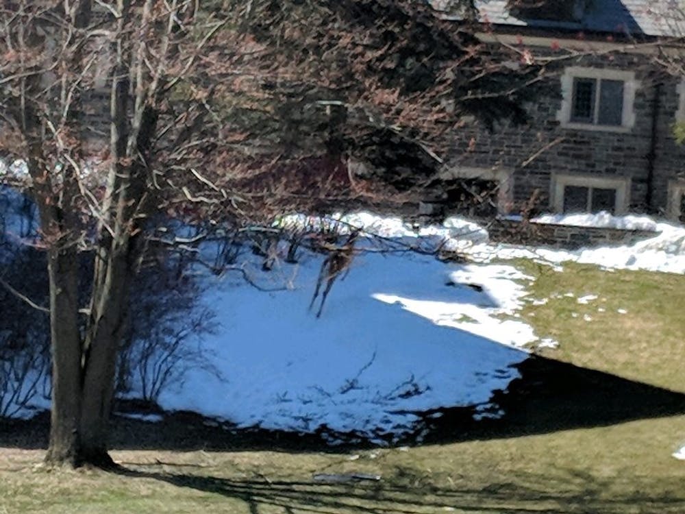 deer (Wu escapee) on Whitman Hill Saturday afternoon
