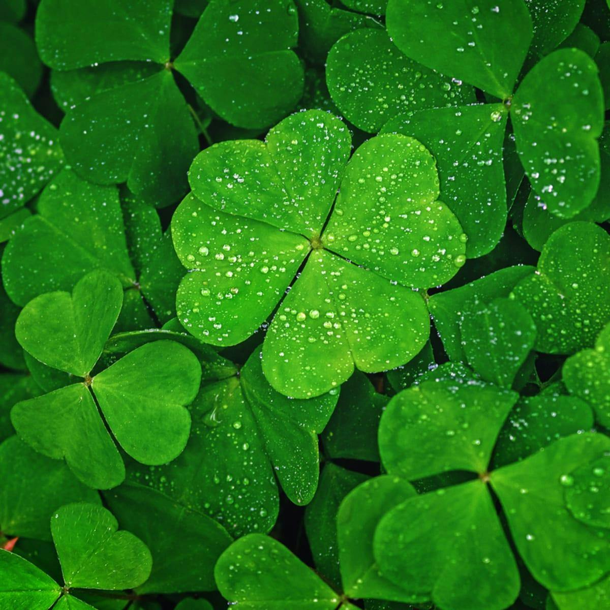 Dew on a four leaf clover surrounded by other clovers in a brightly lit close-up shot.