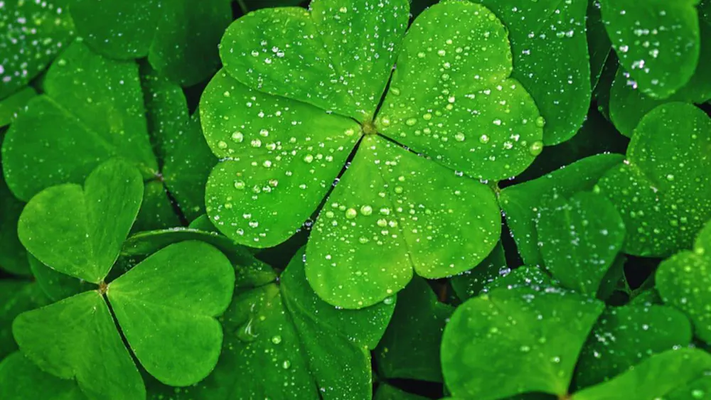 Dew on a four leaf clover surrounded by other clovers in a brightly lit close-up shot.