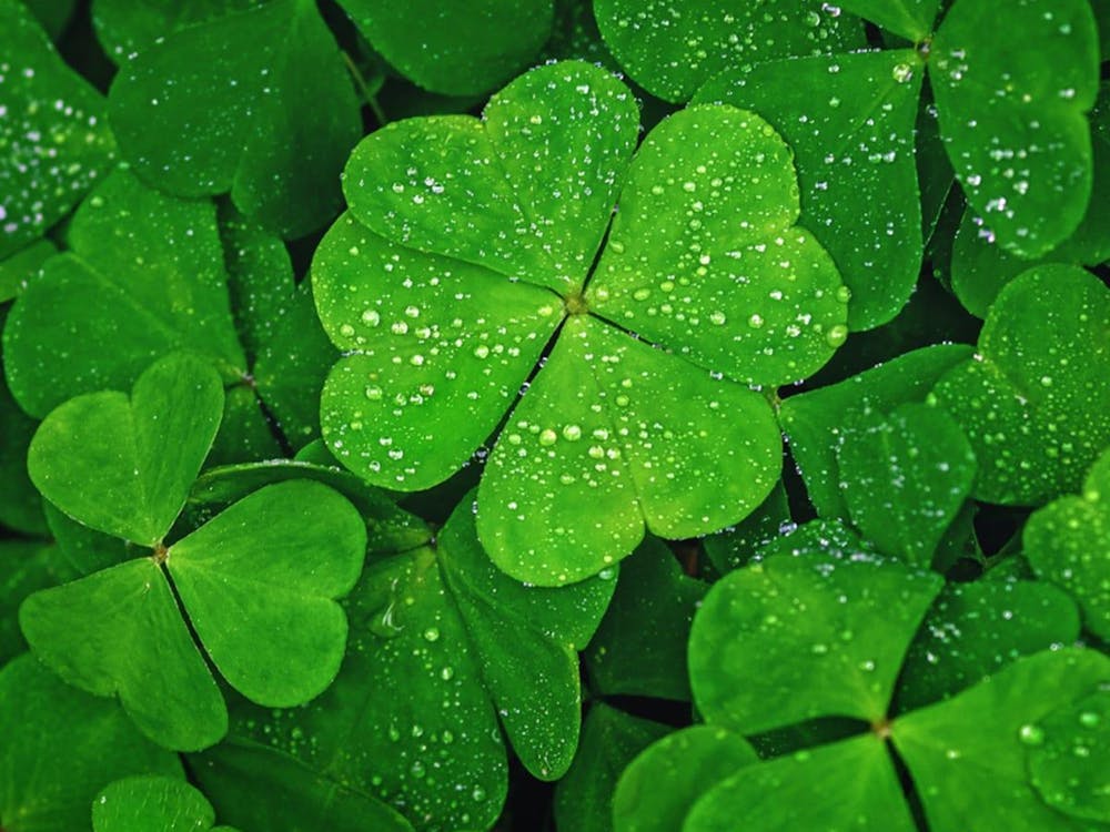 Dew on a four leaf clover surrounded by other clovers in a brightly lit close-up shot.