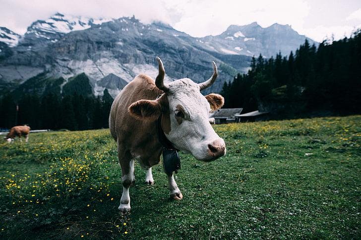 Brown and white cow on green grass field with mountain backdrop.