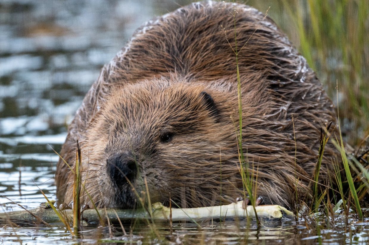 A photo of a large North American beaver relaxing in a shallow pond, holding a wooden stick in its mouth.