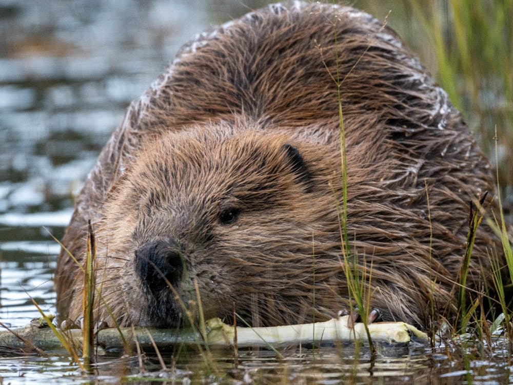 A photo of a large North American beaver relaxing in a shallow pond, holding a wooden stick in its mouth.