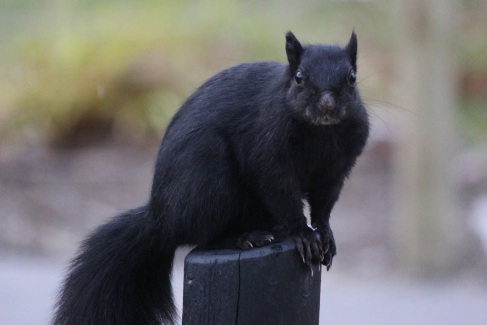 black-squirrel