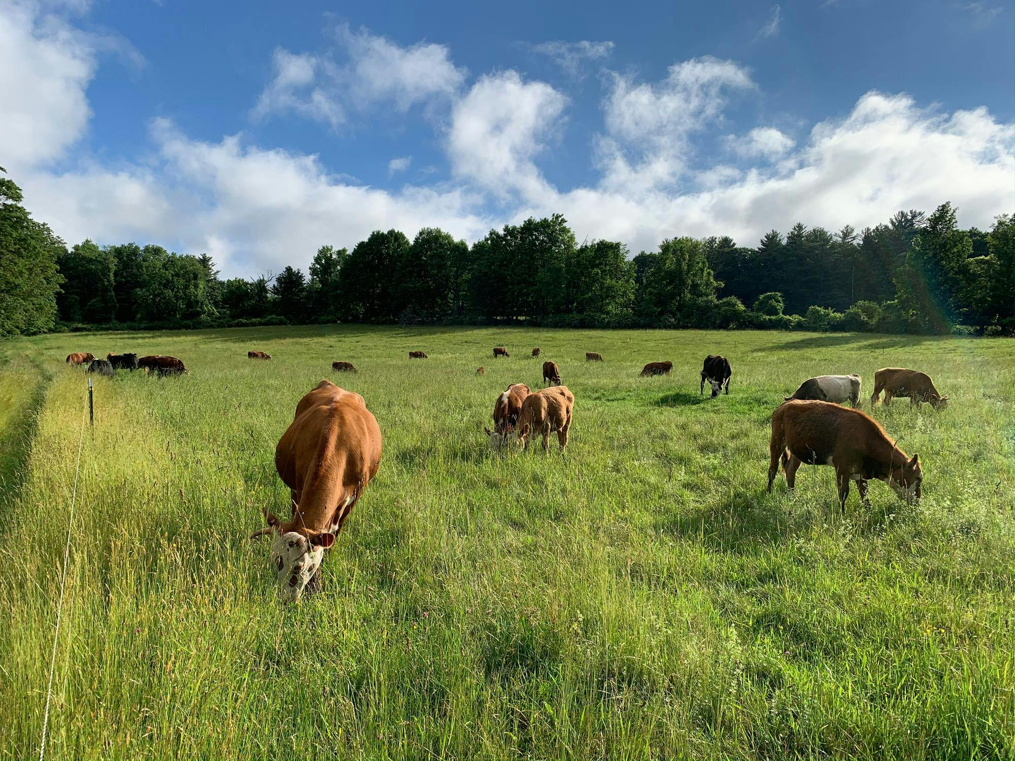 Around a dozen cows graze in a field on a sunny day. 