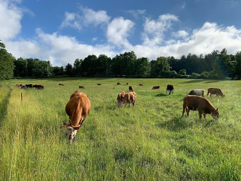 Around a dozen cows graze in a field on a sunny day. 