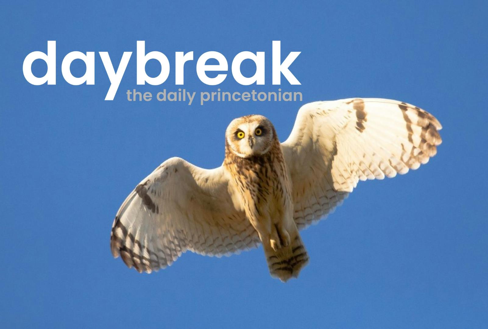 A Short-eared Owl in flight against a blue sky background. Text above the owl states "Daybreak" in large text and "daily princetonian" in smaller text