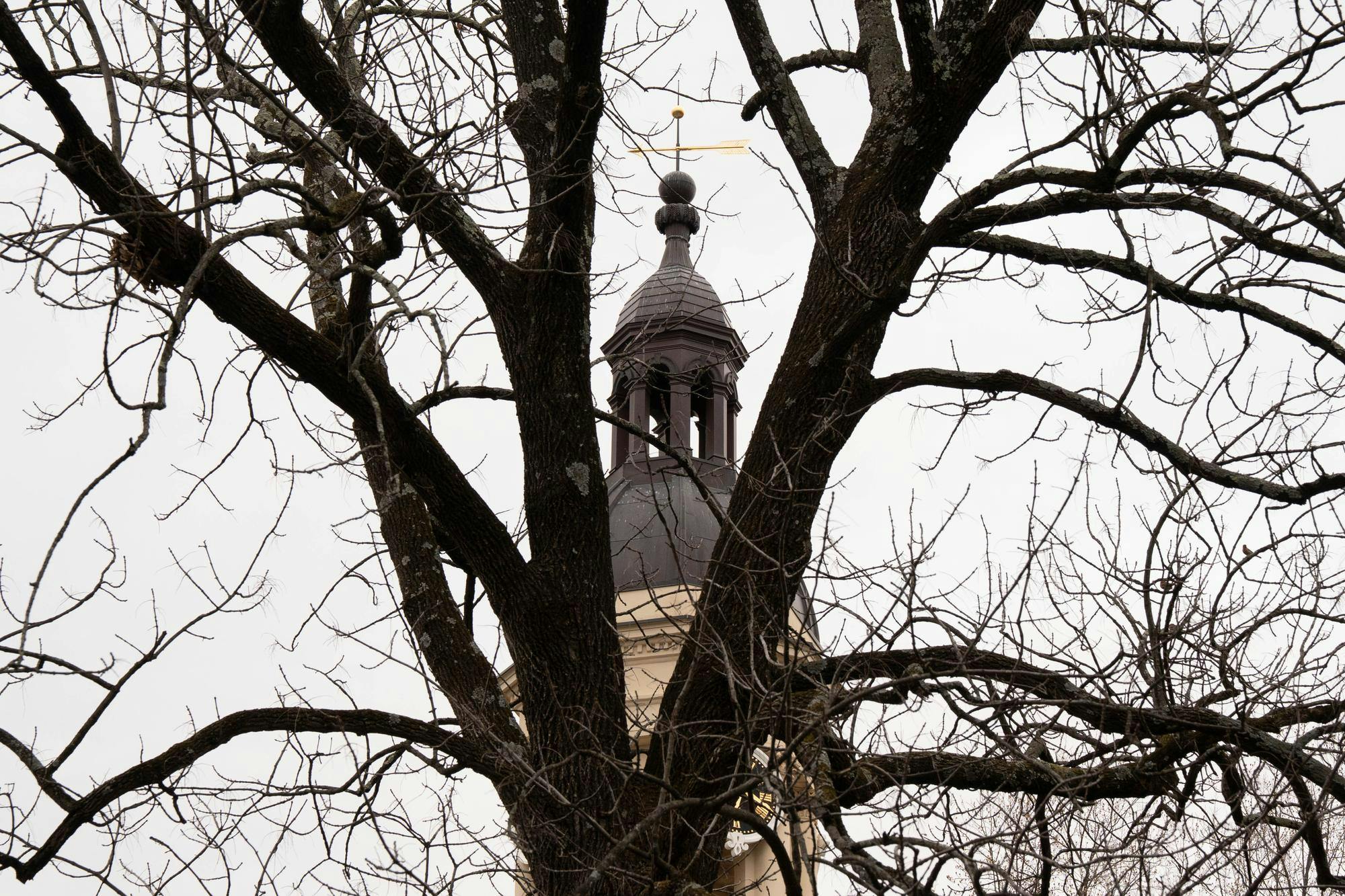 A tree's barren branches spread out across the sky, partially blocking a tower