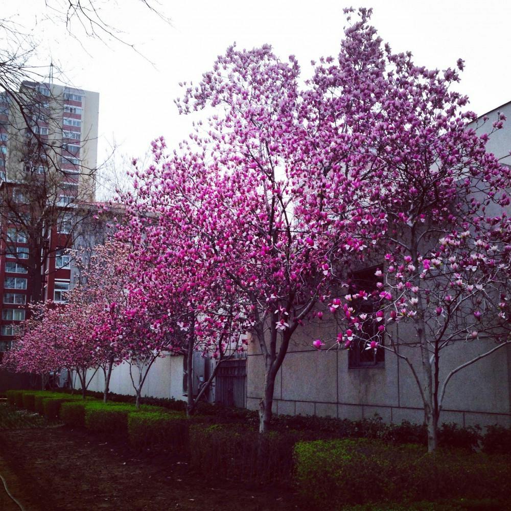 the_flower_blossoms_i_get_to_see_on_my_walks_yang