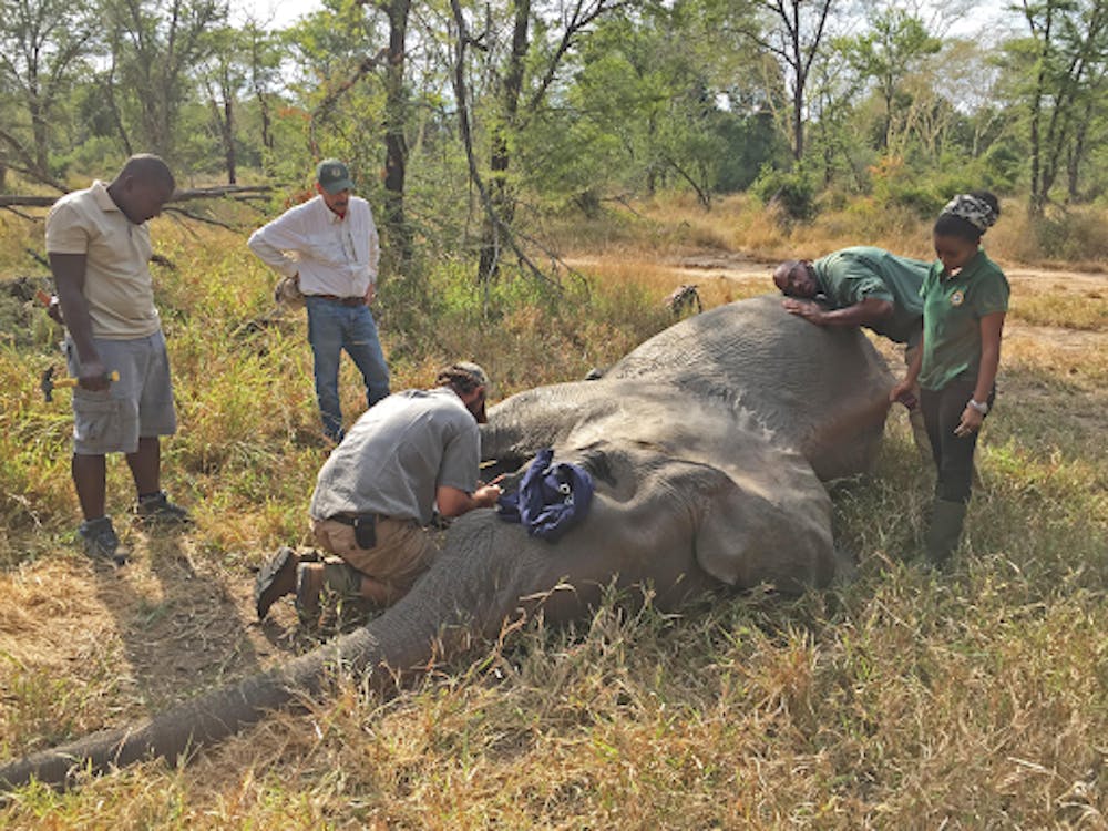 <h5>Professor Shane Campbell-Staton and team taking samples from a tranquilized elephant in Gorongosa National Park in Mozambique.</h5>
<h6>Courtesy of Rob Pringle</h6>