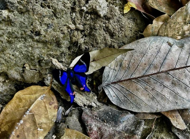 DISPATCH | The slightest of sounds: Observing wildlife in the Amazon ...