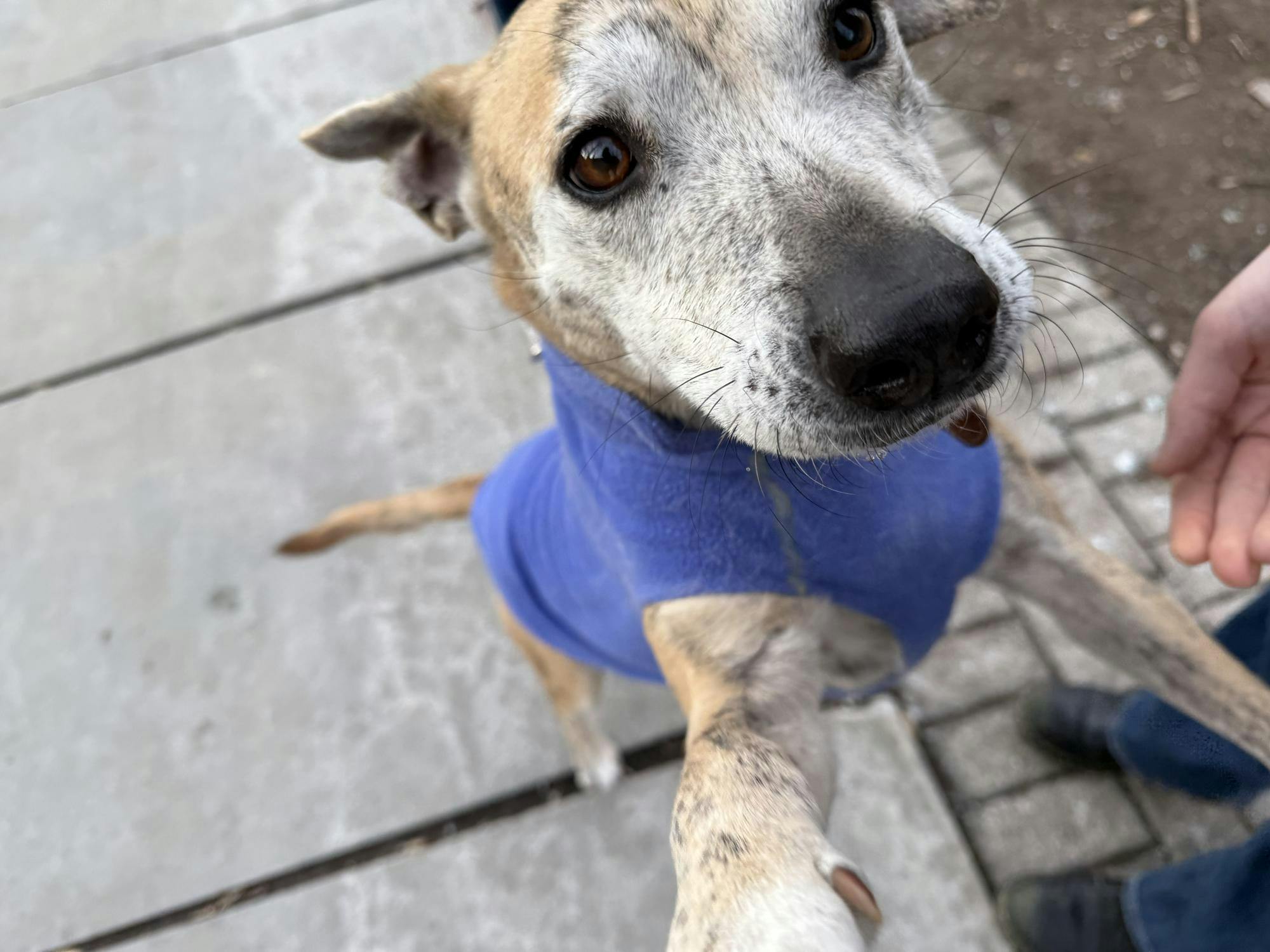 A white and orange dog in a purple sweater places her paws on a leg, looking up at the camera.