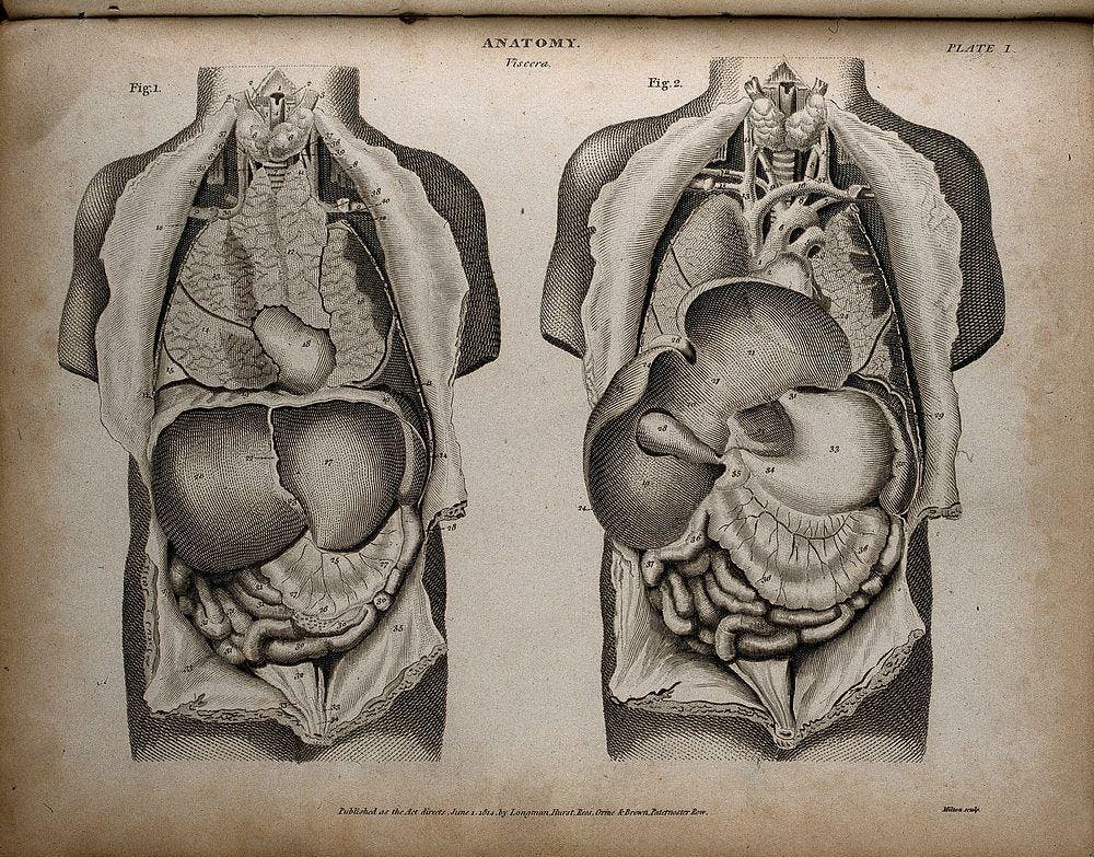 Black and white parchment-esque photo with two cuts of human anatomy with the thorax and abdomen shown numbered, originally published in 1814.