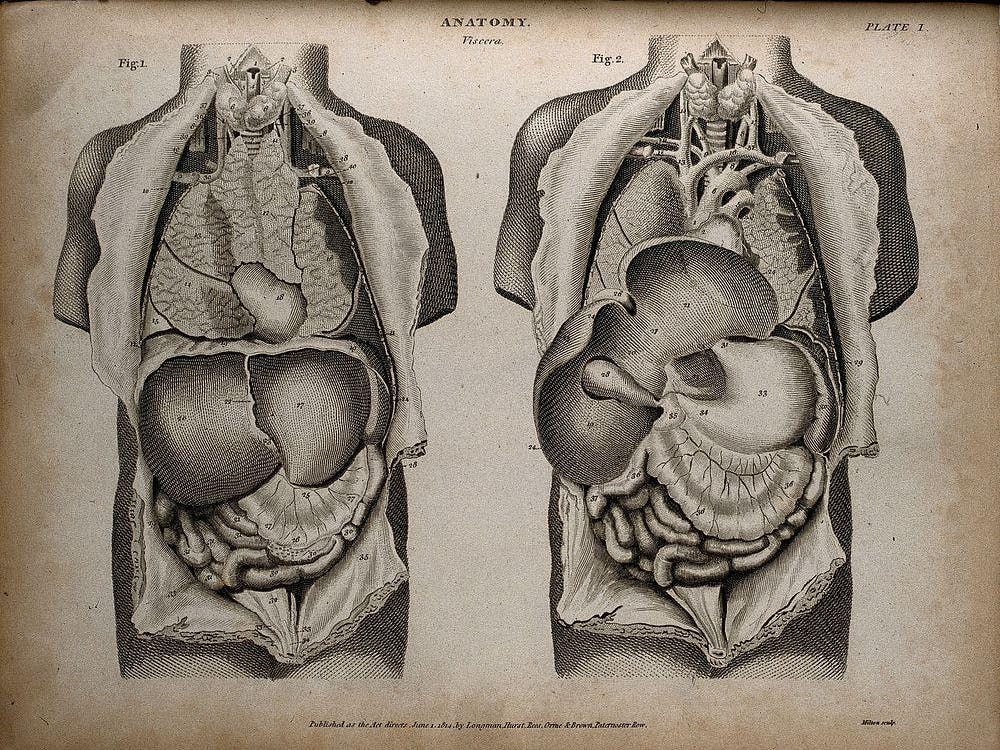Black and white parchment-esque photo with two cuts of human anatomy with the thorax and abdomen shown numbered, originally published in 1814.
