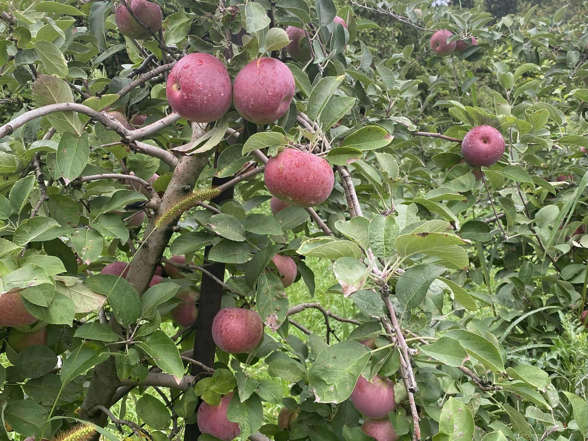 A picture of apples on a tree.