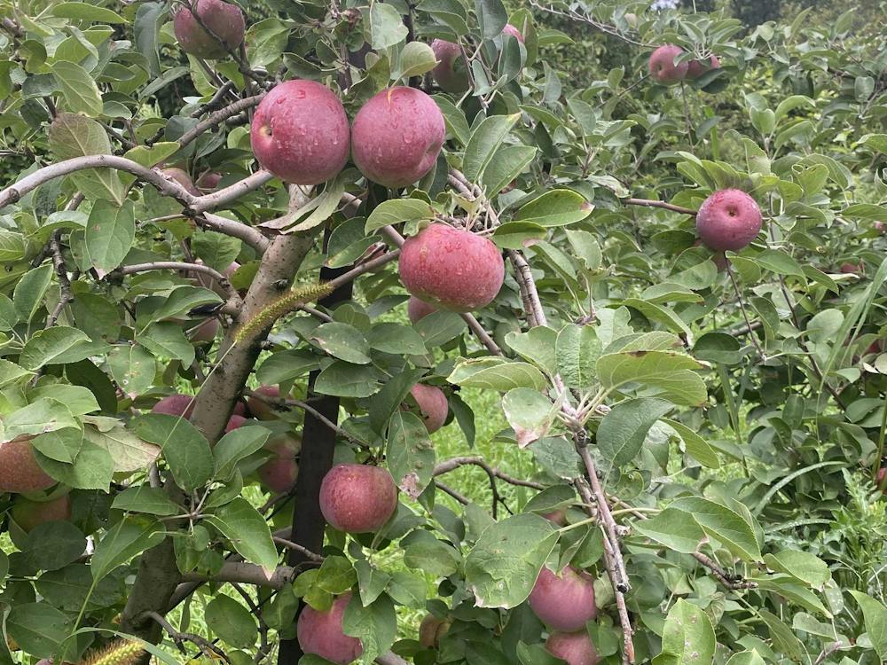 A picture of apples on a tree.