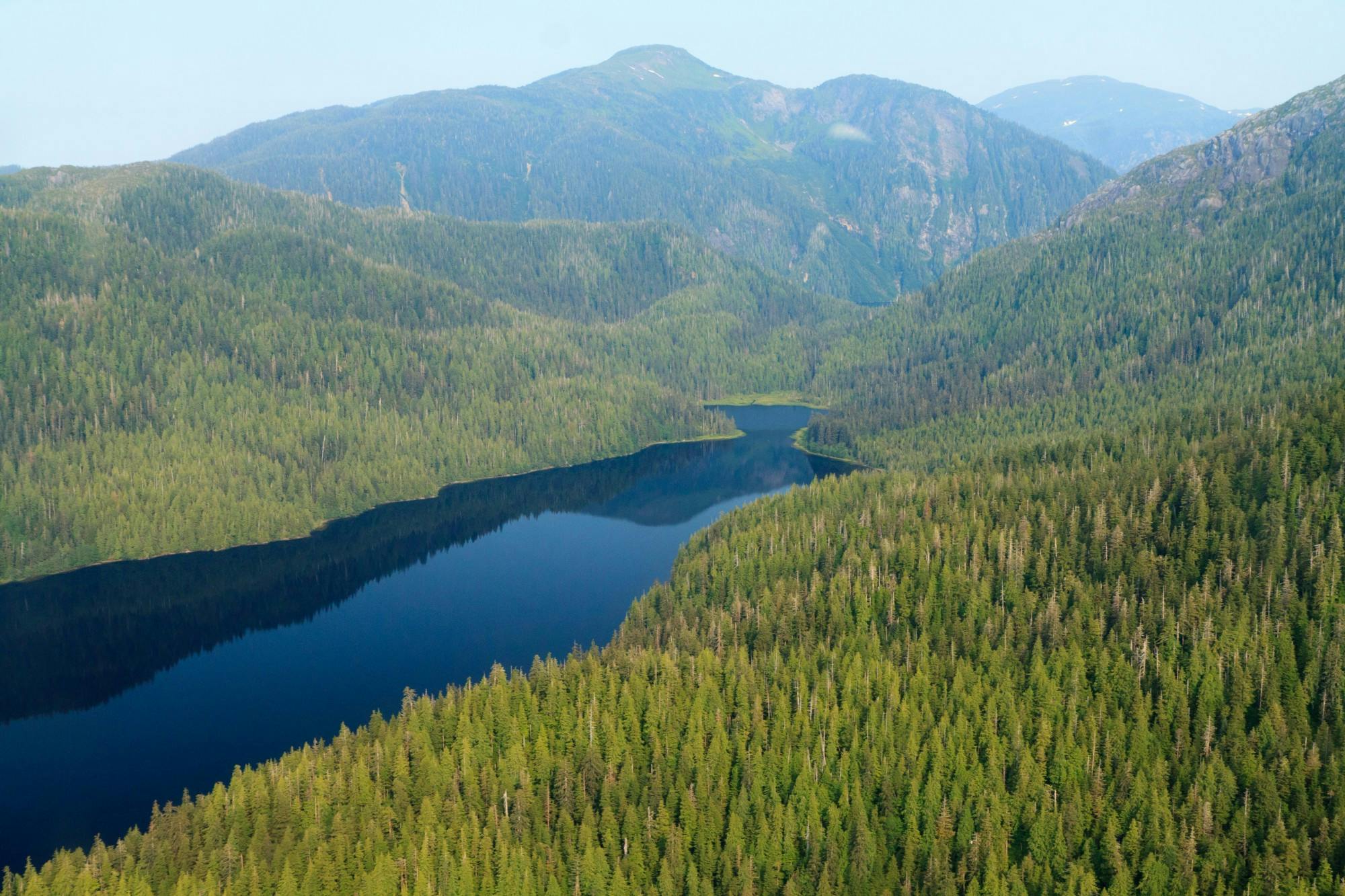 tongass-forest