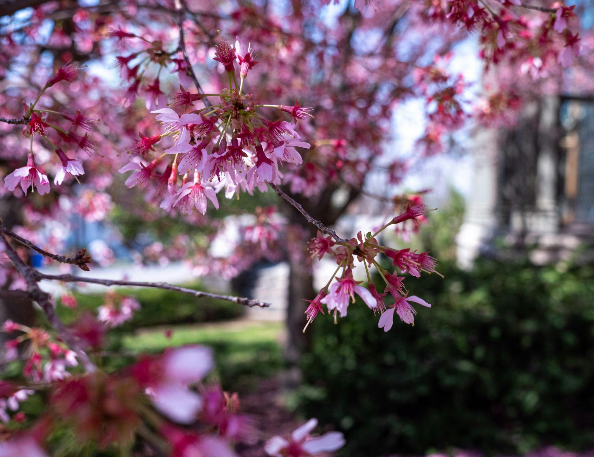 flowers Candace Do DP.jpg