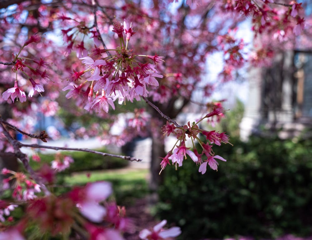 flowers Candace Do DP.jpg