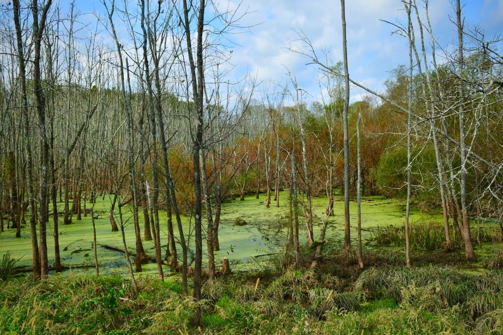 Flooded forest